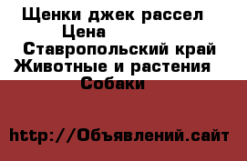 Щенки джек рассел › Цена ­ 10 000 - Ставропольский край Животные и растения » Собаки   